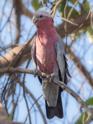 Eolophus roseicapilla (Galah).jpg